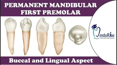 24 Mandibular premolar teeth