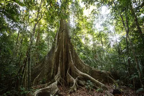 A Conquista da Terra Firme pelos Vegetais
