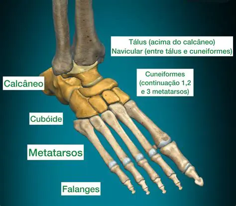 A forma e a estrutura dos ossos