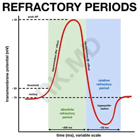 Absolute Refractory Period