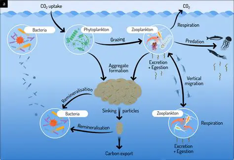 Abundance of phytoplankton
