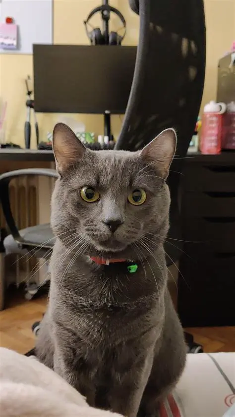 Acesta este un mesaj important