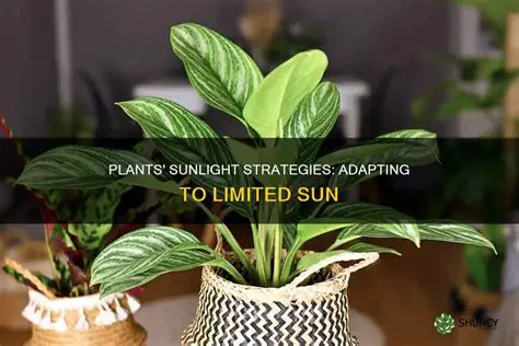 Adaptation to limited sunlight