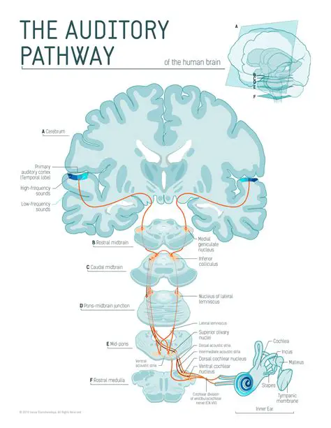 Aging of the auditory system