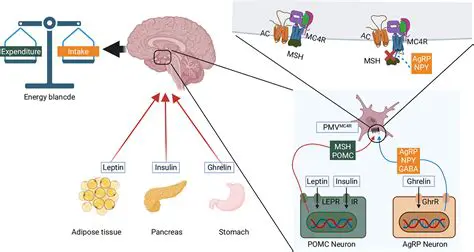 AGP2K: Unveiling the Science and Significance of the Agouti-Related Protein 2000