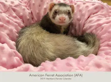 American Ferret Association