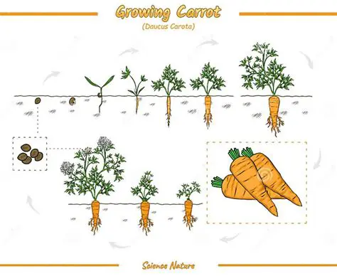 Analysis of Factors for the Effect of Carrot Production