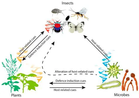 Analysis of Insect Pest Diversity
