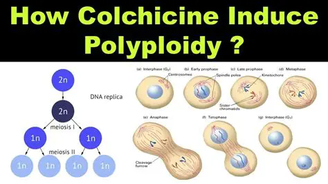 Analysis of the Effect of Colchisin on Aglaonema