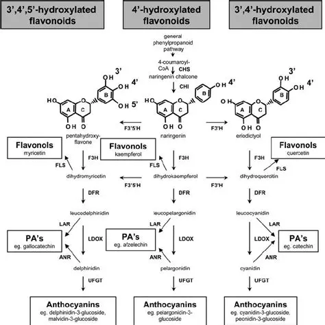 Analysis of the Flavonoid Isolation Process
