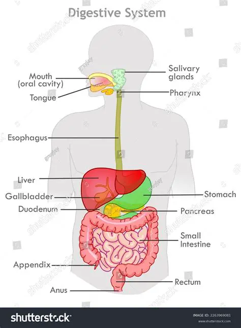 Anatomy of the Digestive System