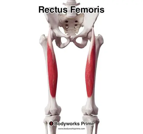 Anatomy of the Rectus Femoris Muscle