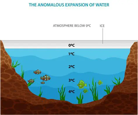 Anomalous Expansion of Water