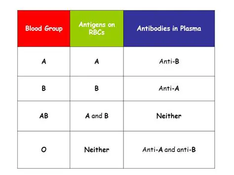 Antibodies in Type A Blood
