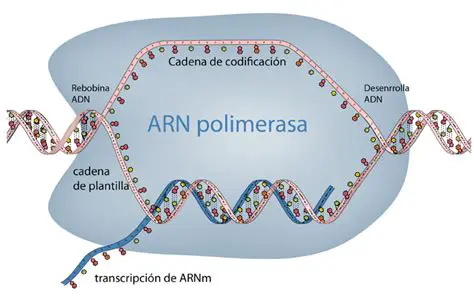 ARN polimerasa dependiente de ADN