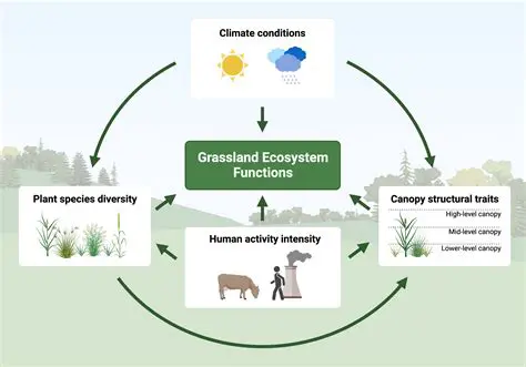 Autotrophs in a Grassland Ecosystem