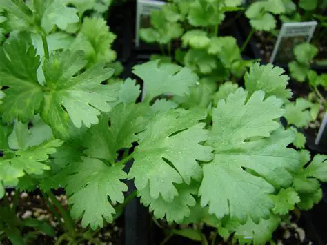 Background and Significance of Coriander Leaves