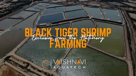 Background of Tiger Shrimp Farming