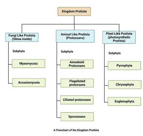 Basic Characteristics of Protists