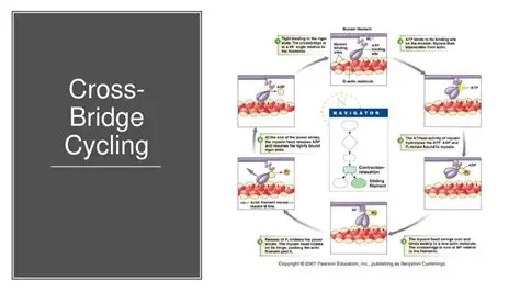 Benefits of Cross Bridge Cycling