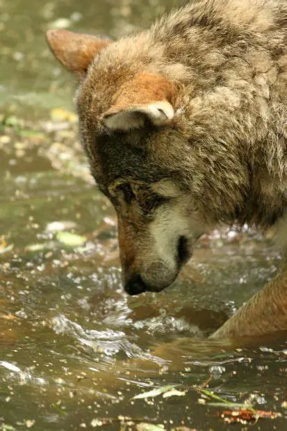 Benefits of Using ImageWolf