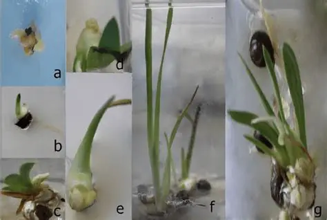 Benefits of Using PingFu Iris