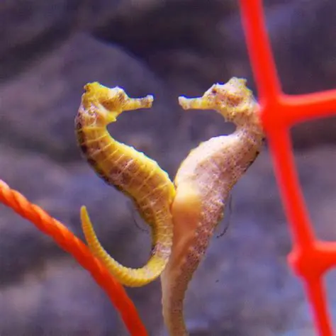 Benefits of Using Seahorse