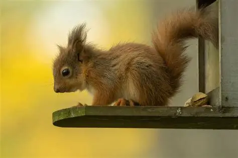 Benefits of Using Squirrel