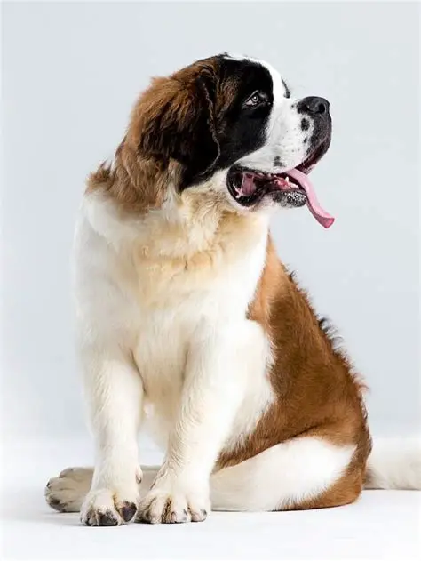 Bernard: Uma Análise Profunda da Raça, Personalidade e Cuidados Essenciais