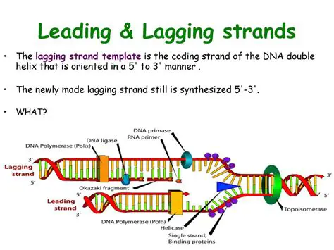 Binding of the template strand