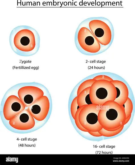 Biology of Embryonic Development