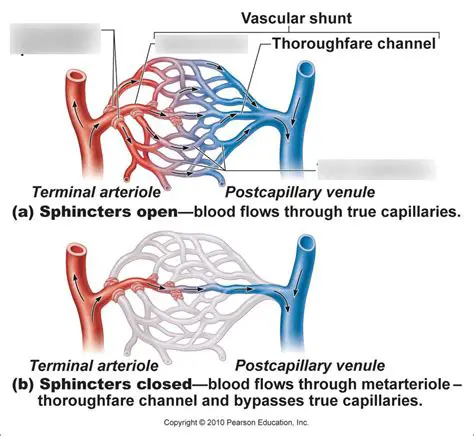 Blood Vessels Leading to Active Muscles Constrict