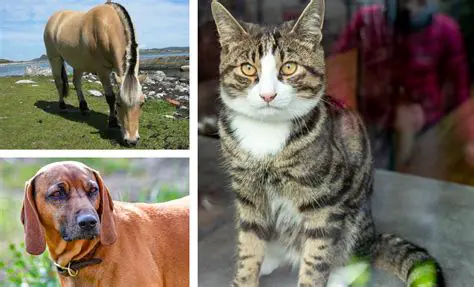 Boka in din hund eller katt