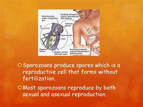 Both produce reproductive spores