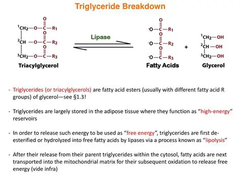 Breaking down triglycerides