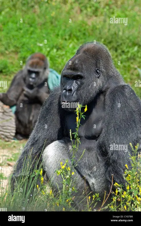 Bristol Zoo's Gorillas: A Legacy of Conservation and Fascination