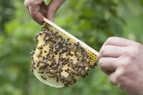 Bugonia: Ontdek de fascinerende wereld van de insectenkoningin