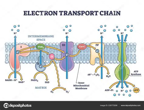 Cadena de transporte de electrones