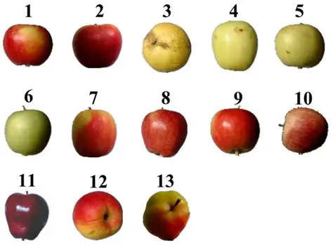 Calculating the Number of Apples Each Year
