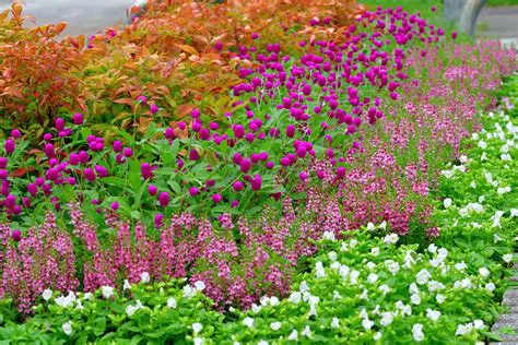 Candlenut with Annual Plants