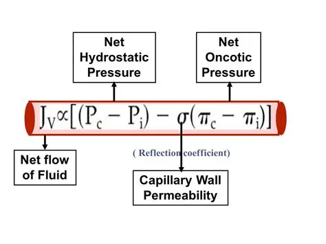Capillary Wall Permeability