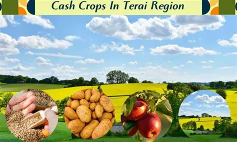 Cash Crops in the Sahel Region