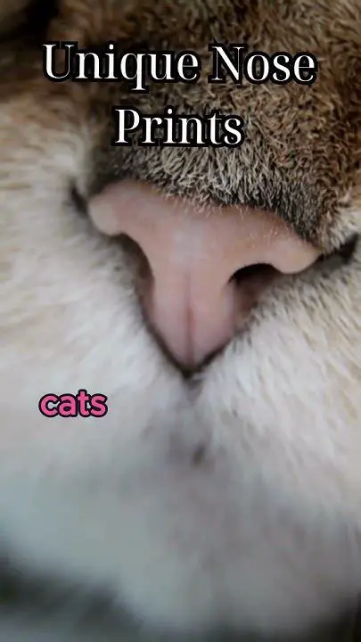 Cats have unique nose prints