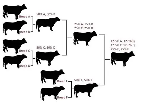 Cattle Breeding and Genetics