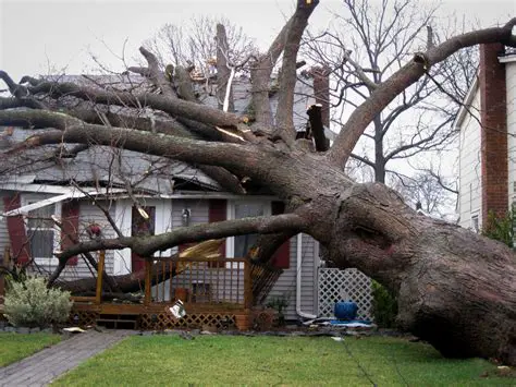 Causes of a Tree Falling Across a House