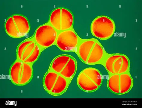 Cell Division in Staphylococci