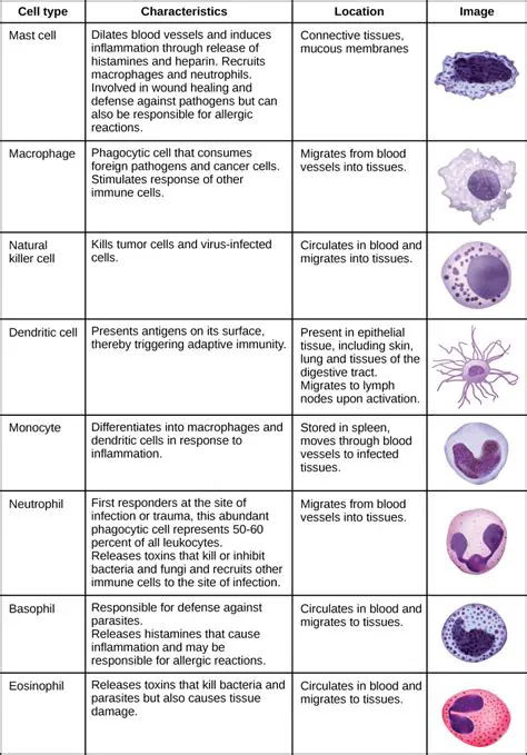Cell Types and Their Characteristics