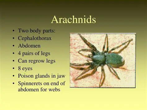 Characteristics of Arachnids