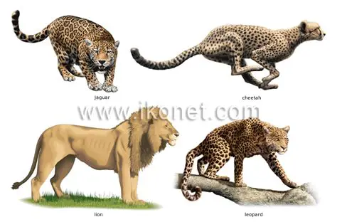 Characteristics of Carnivorous Mammals