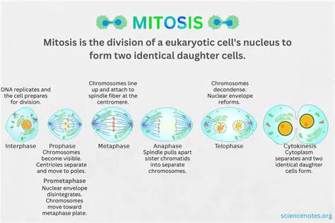 Characteristics of Daughter Cells Produced by Mitosis